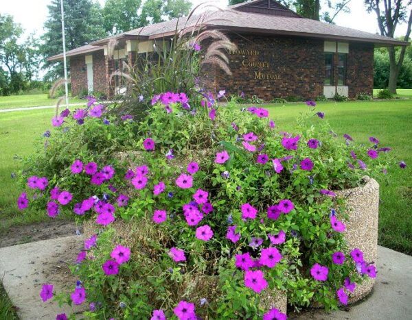 Howard County Mutual building in the background with purple petunias in planters in the foreground
