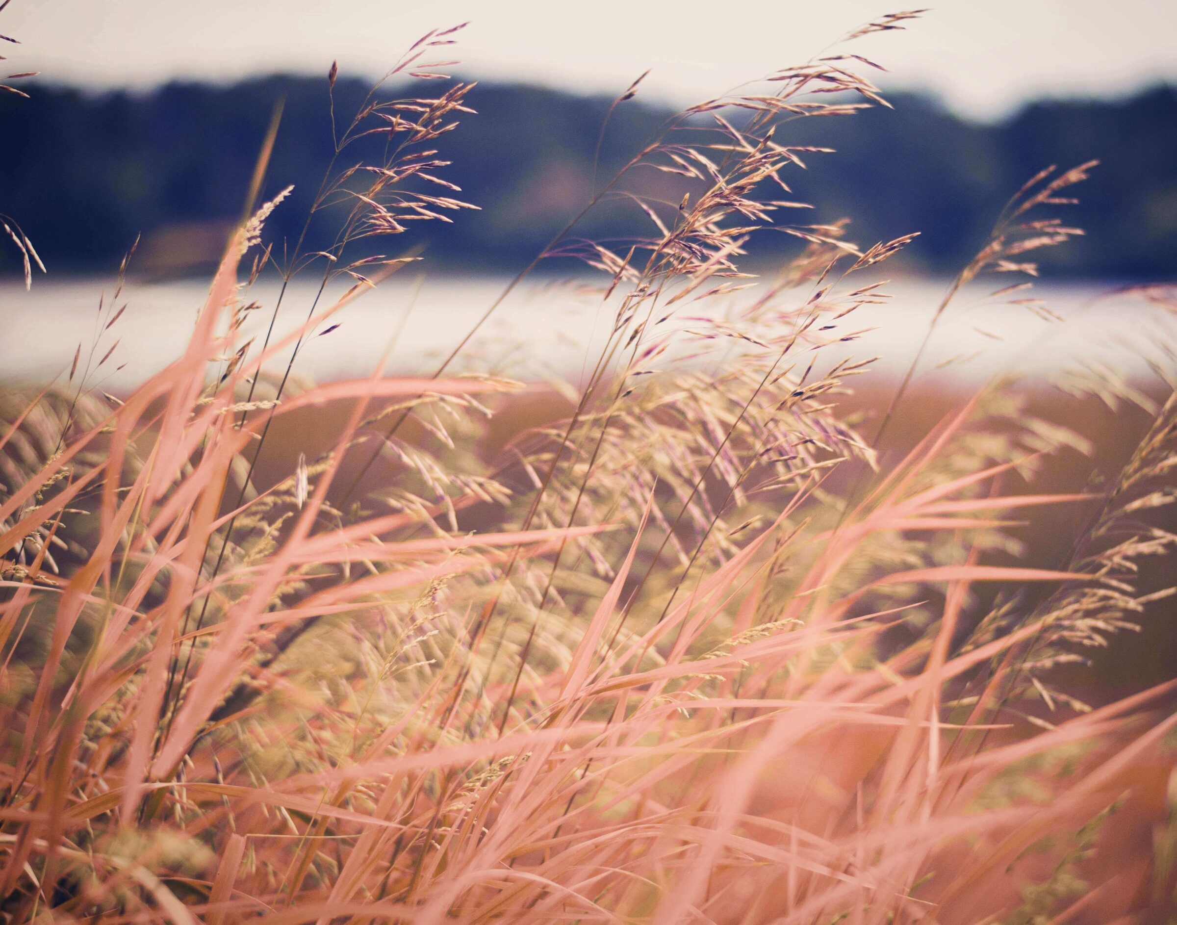 Prairie Grass in breeze